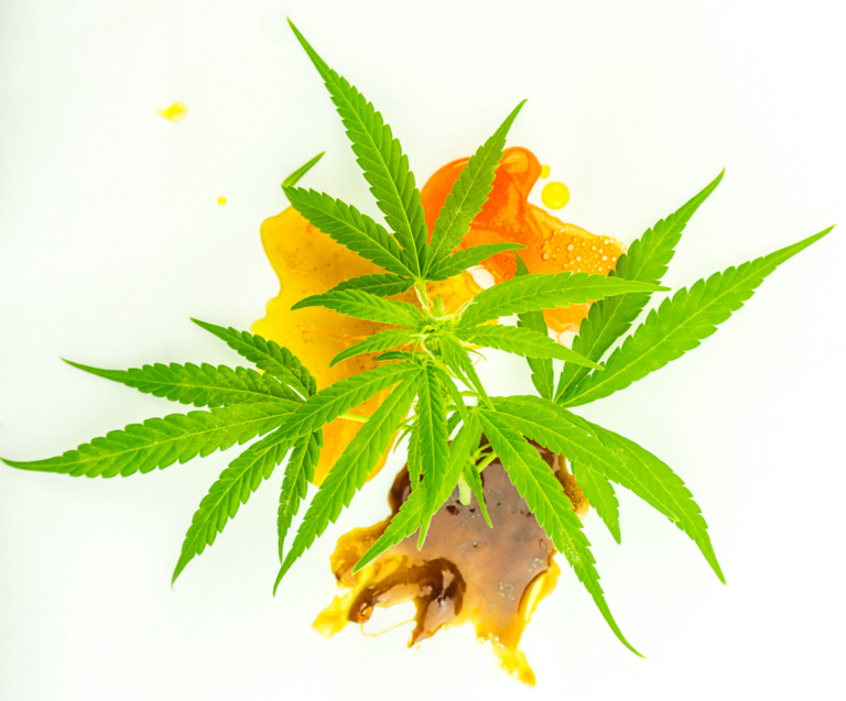 Hemp Leaves with Live Rosin Extracts